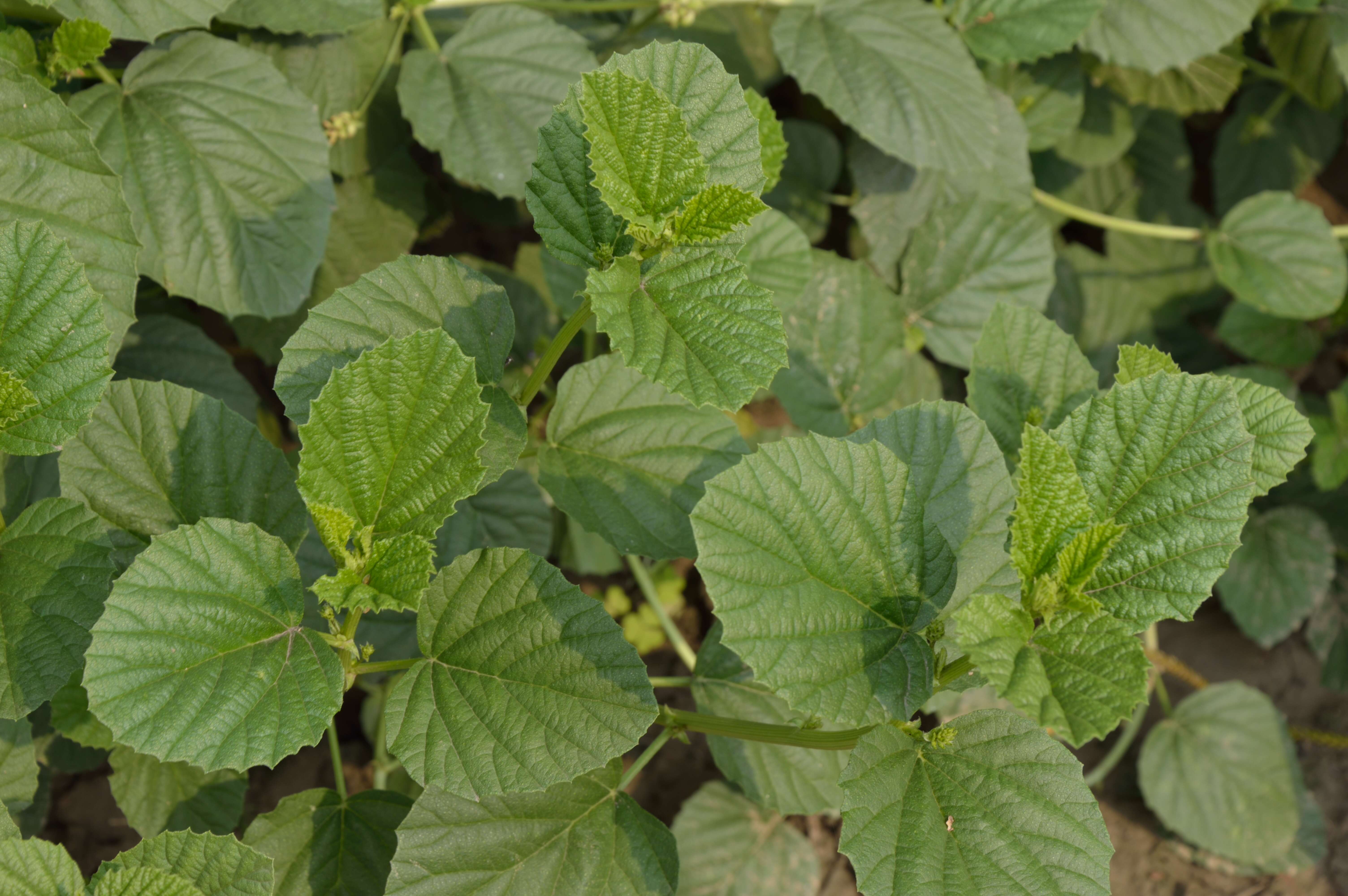 Image de Cullen corylifolium (L.) Medik.