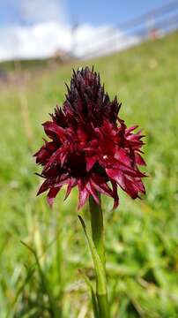 Image of Gymnadenia rhellicani (Teppner & E. Klein) Teppner & E. Klein