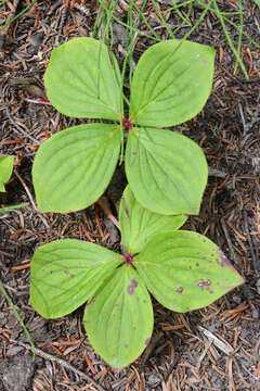 Image of bunchberry dogwood