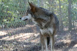 Image of Red wolf