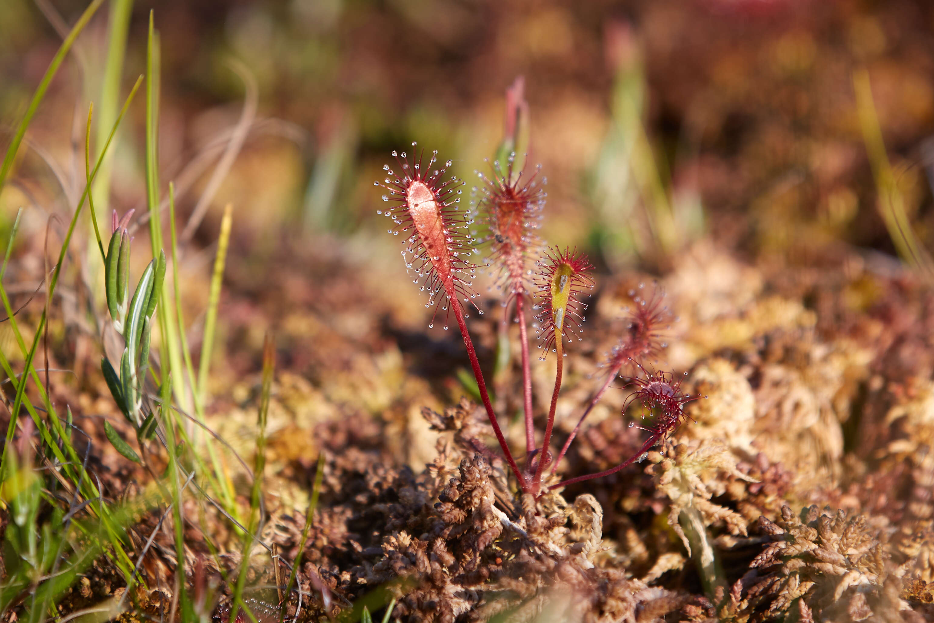 صورة Drosera anglica Huds.