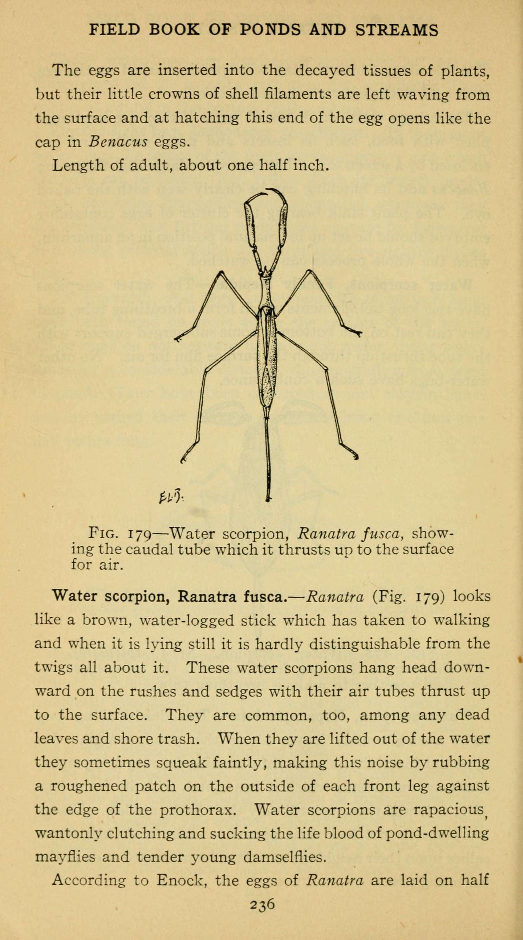 Image of Brown Waterscorpion