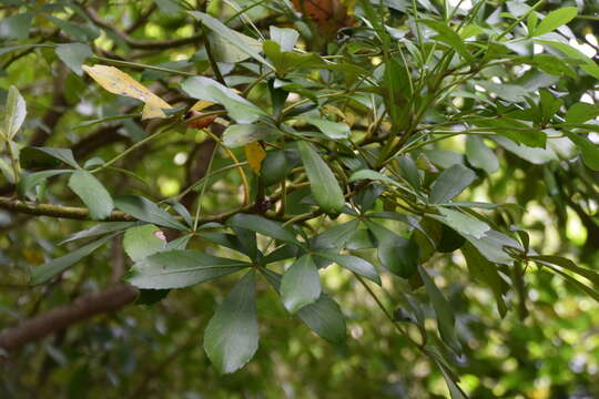 Image of Pseudopanax lessonii (DC.) K. Koch