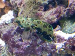 Image of Picturesque dragonet