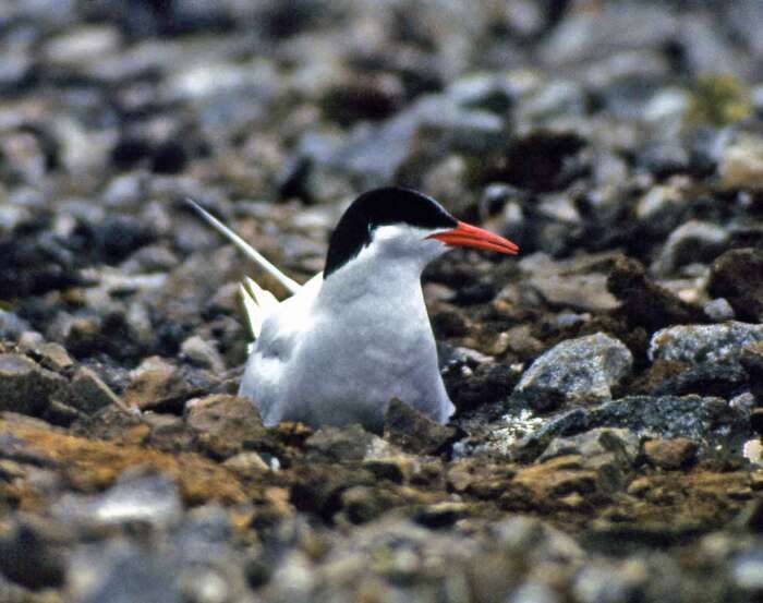 Image of Antarctic Tern