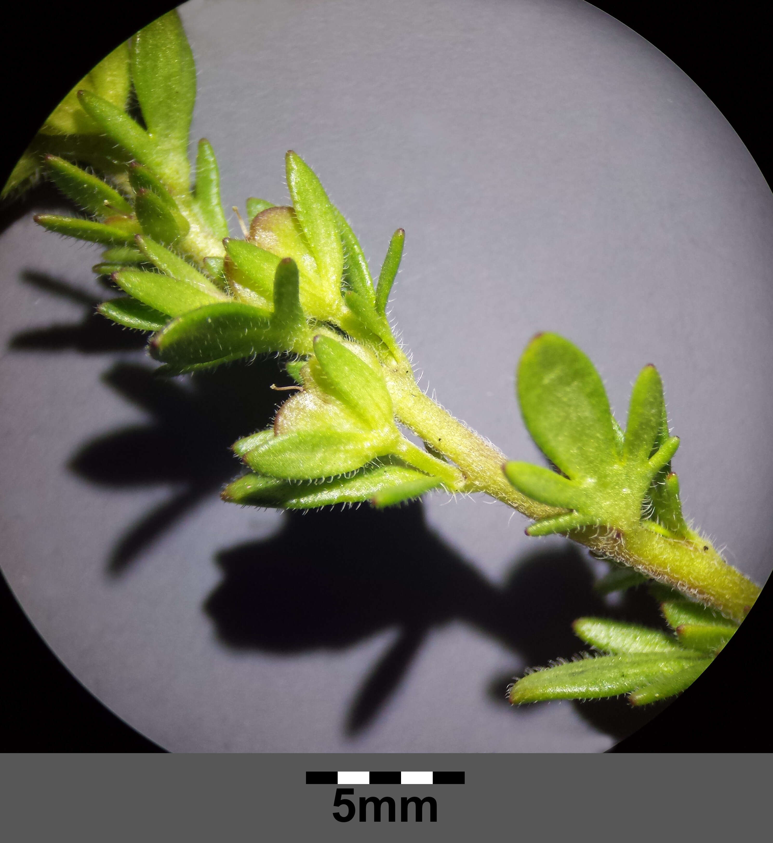 Image of Dillenius' speedwell