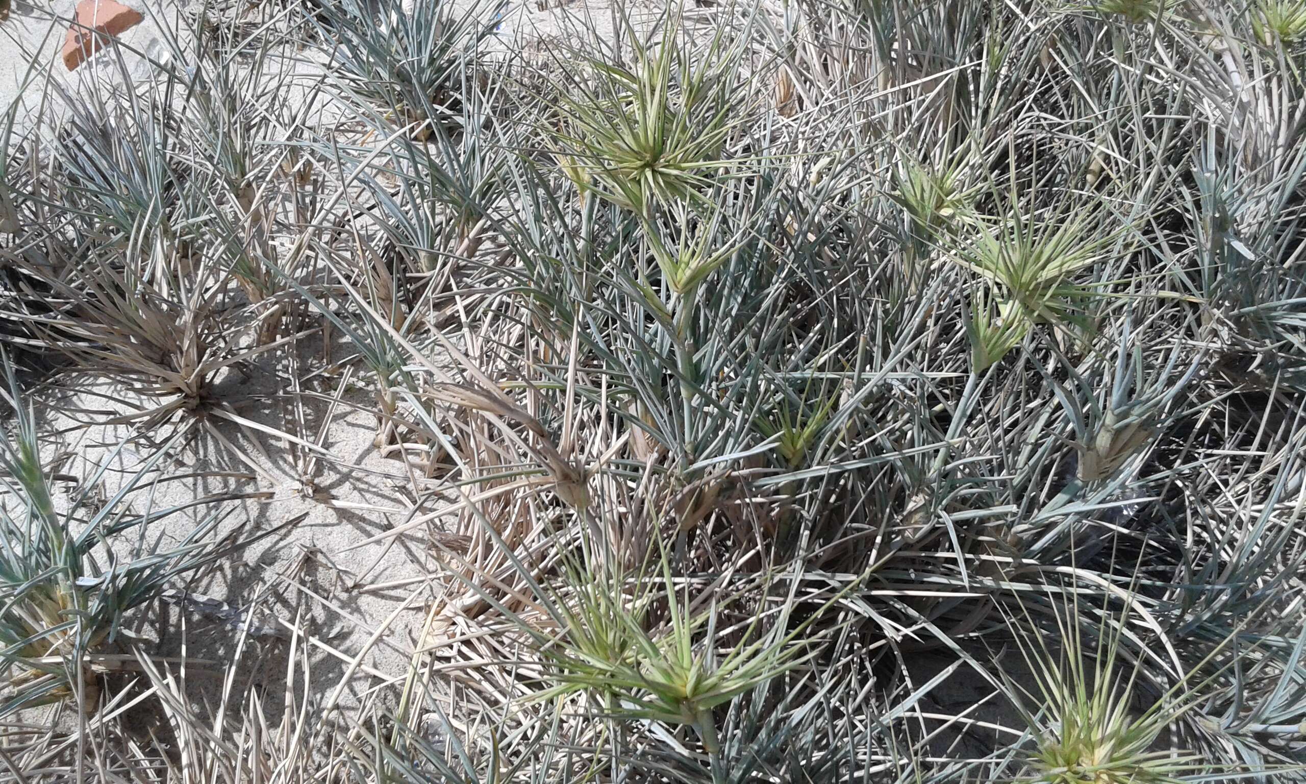 Image of Spinifex littoreus (Burm. fil.) Merr.