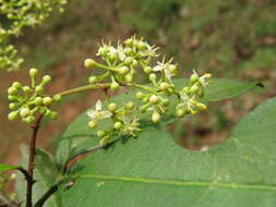 Image of Zanthoxylum ovalifolium Wight