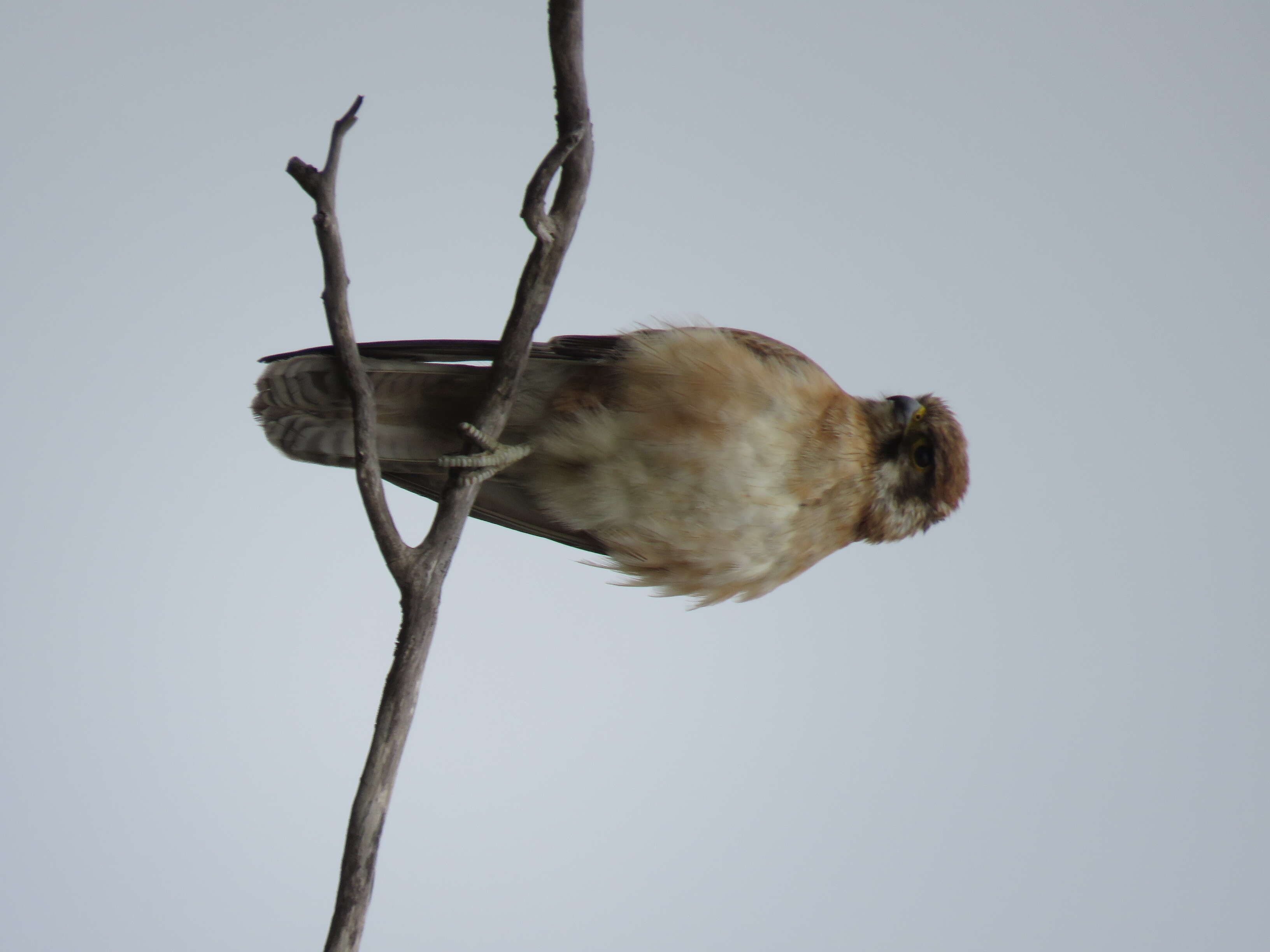 Image of Brown Falcon