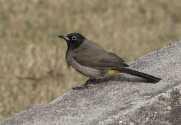 Image of White-eyed Bulbul