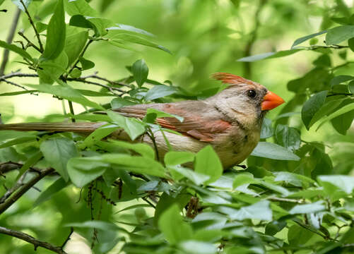 Image of Cardinalis Bonaparte 1838