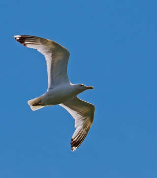 Image of European Herring Gull