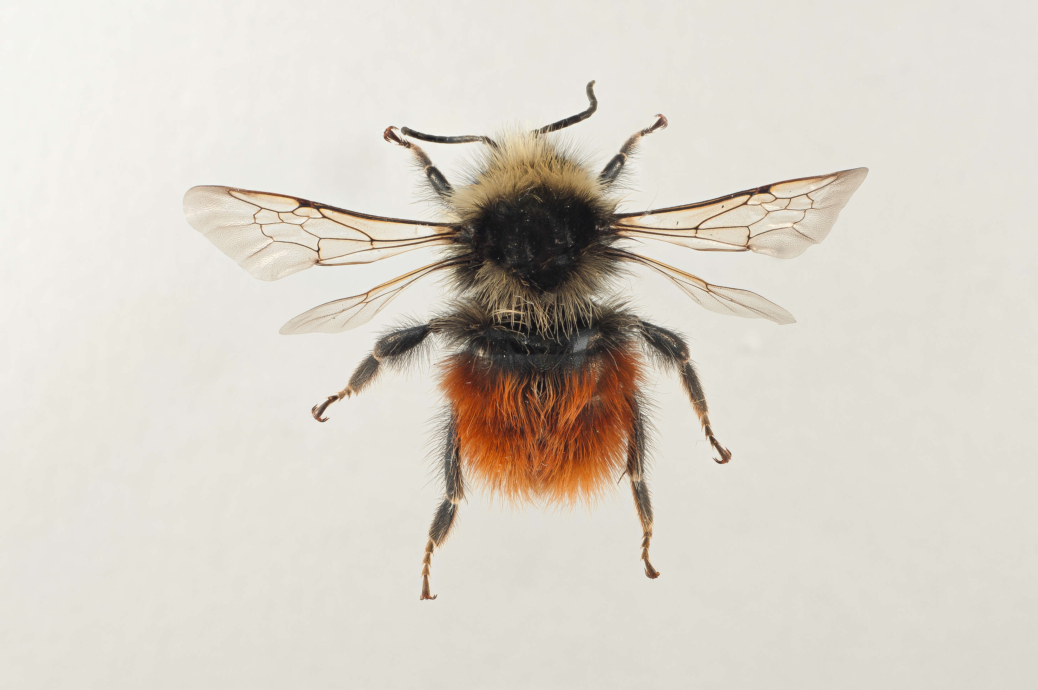 Image of Bombus monticola Smith 1849