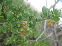 Image of African boxthorn