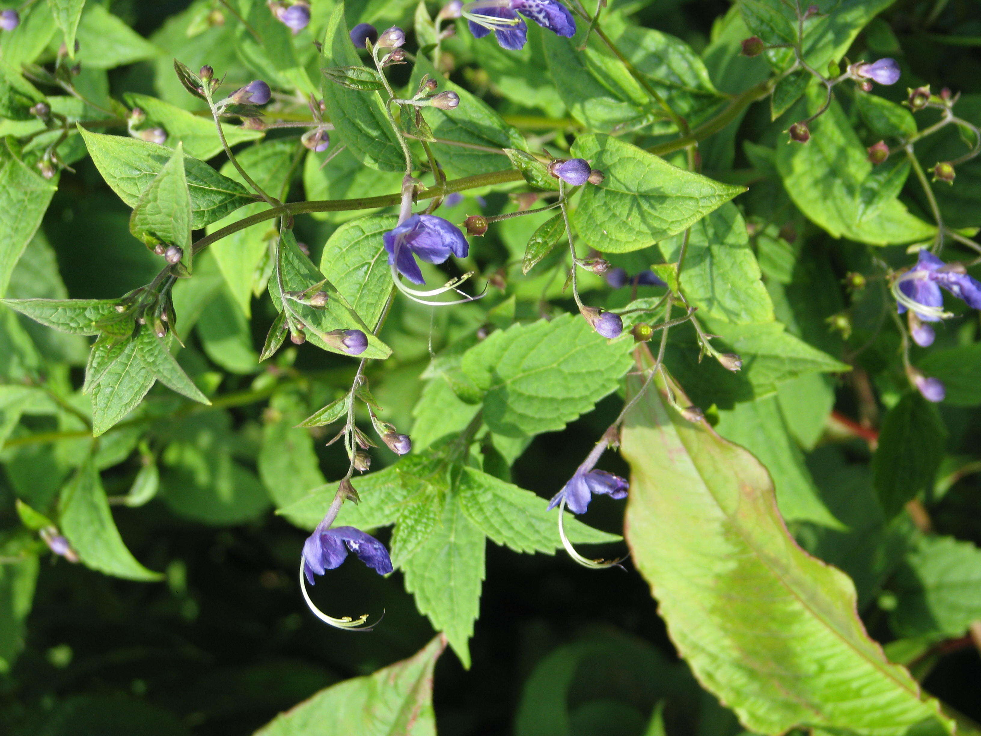 Imagem de Tripora divaricata (Maxim.) P. D. Cantino