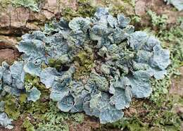 Image of Common greenshield lichen