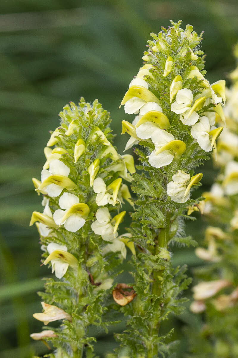 Image of Lousewort