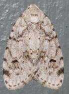 Image of Little White Lichen Moth