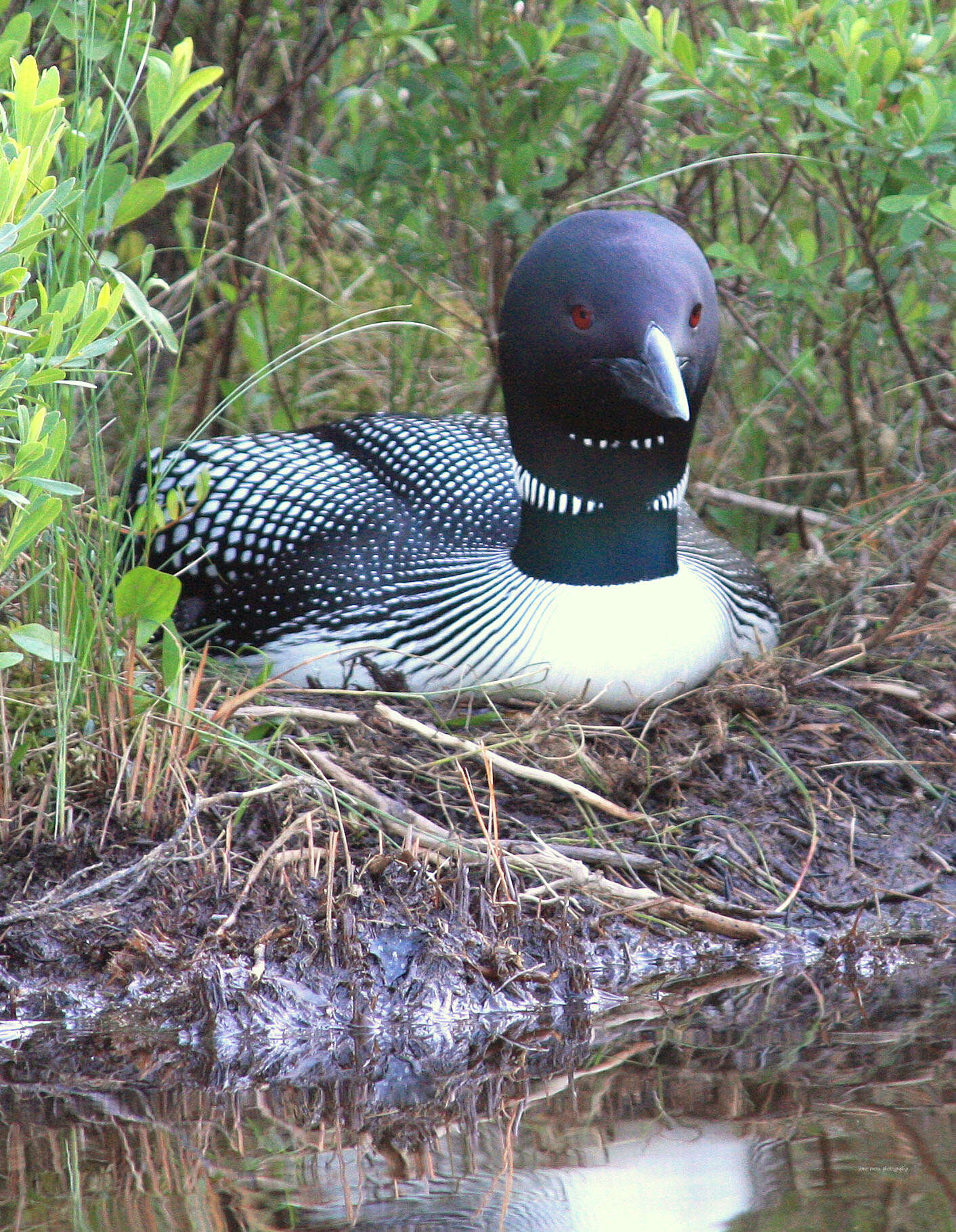 Image of loons