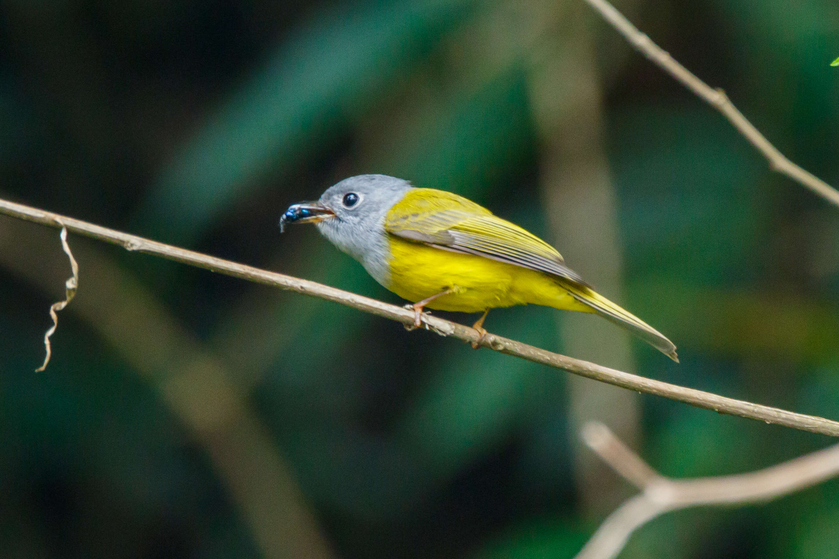 Image of Canary-flycatcher