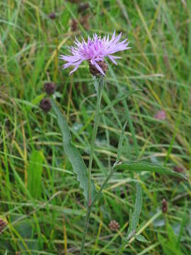 Image of brown knapweed