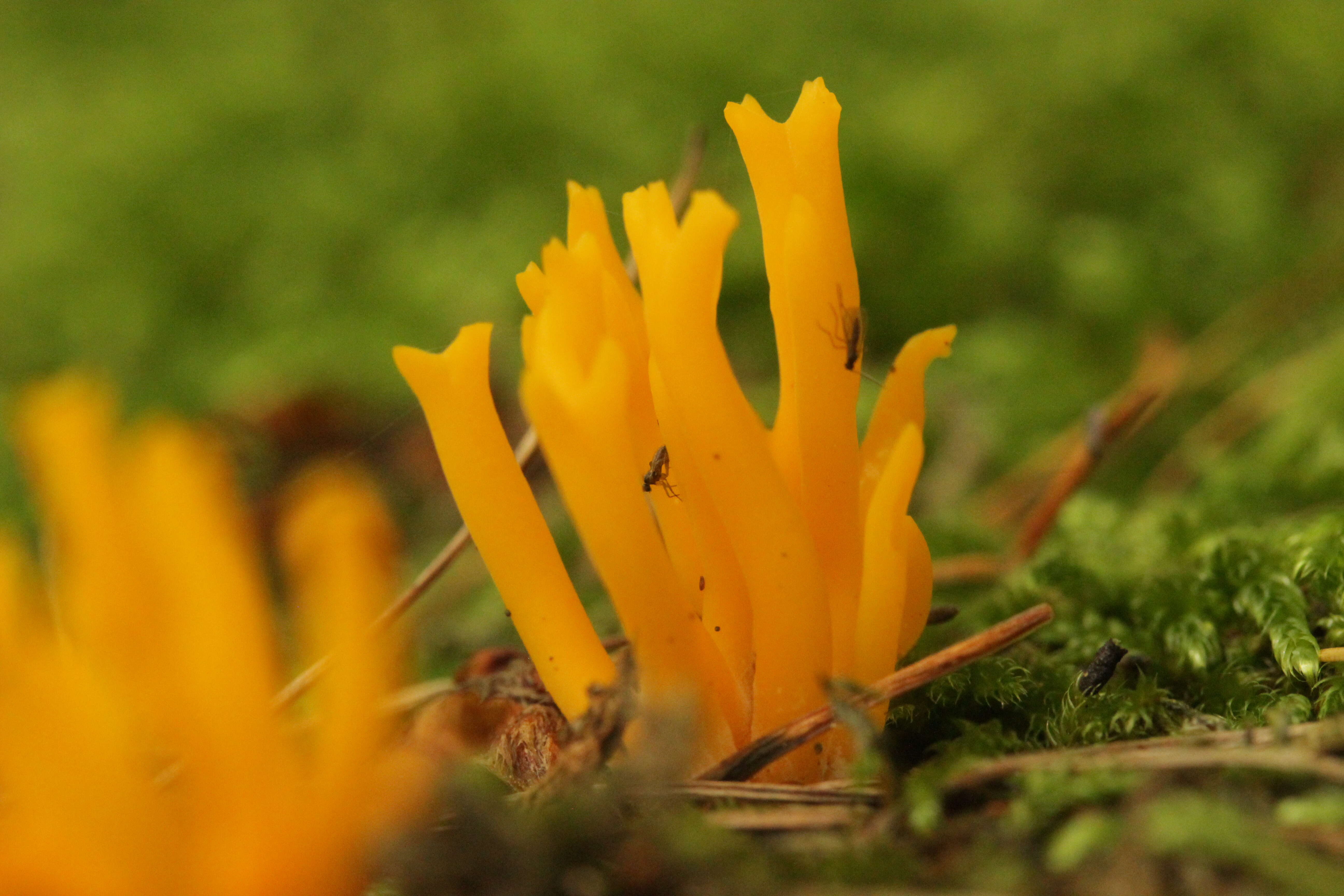 Imagem de Calocera viscosa (Pers.) Fr. 1821