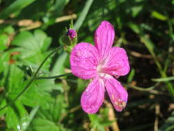 Imagem de Geranium palustre L.