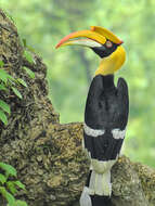 Image of Great Indian Hornbill