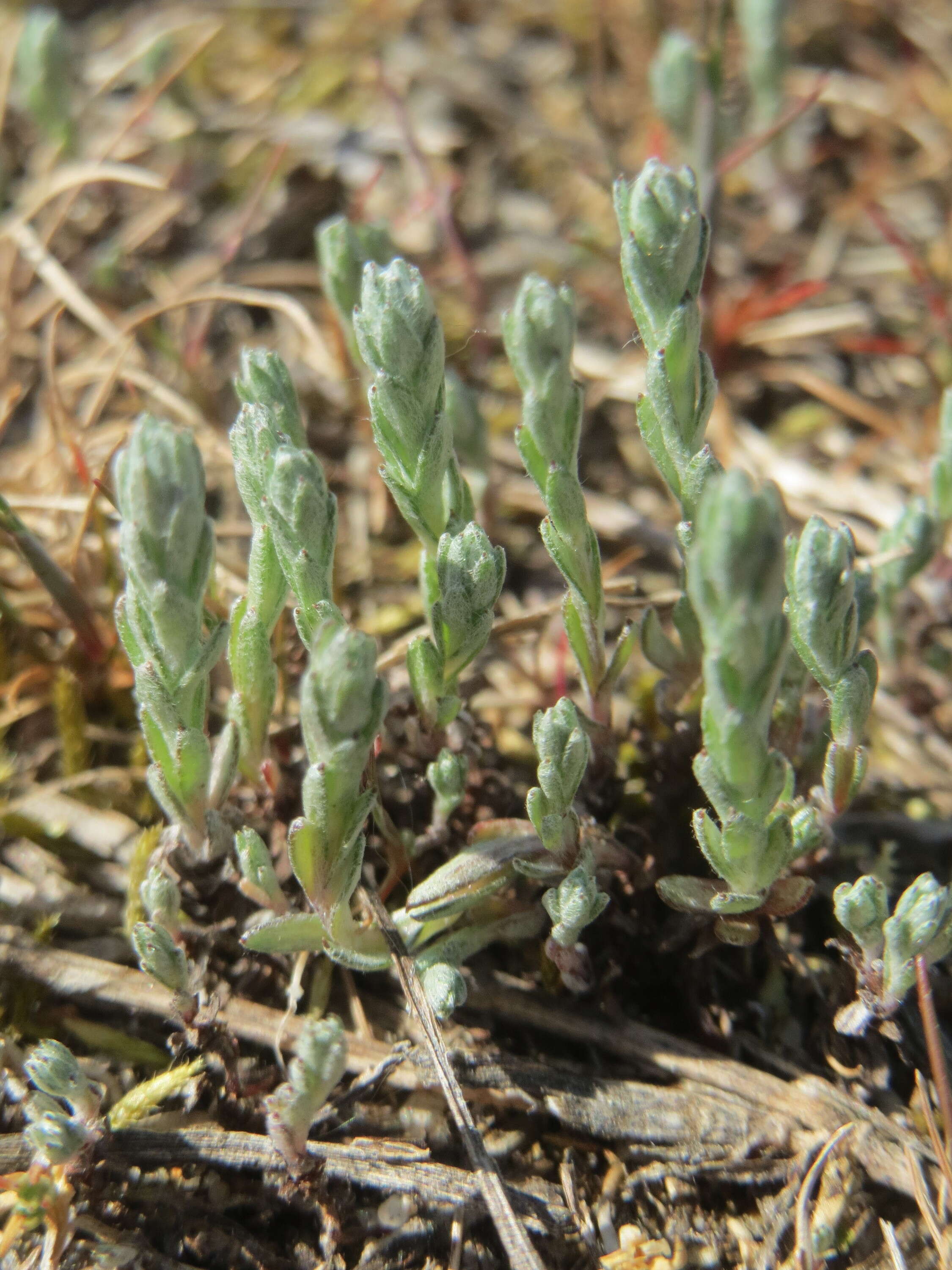 Image of field cudweed