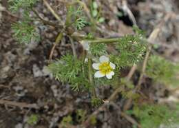 Слика од Ranunculus trichophyllus Chaix