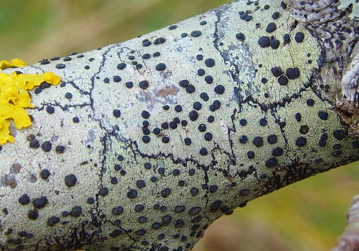 Image de Lecidella elaeochroma (Ach.) M. Choisy