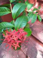 Image of ixora