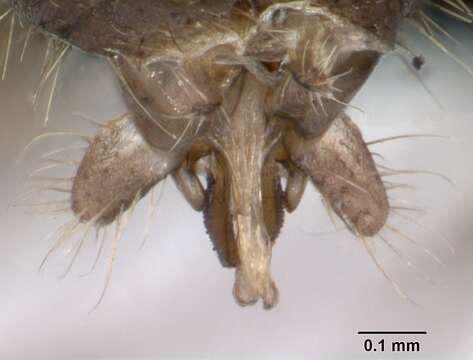 Imagem de Lasius platythorax Seifert 1991