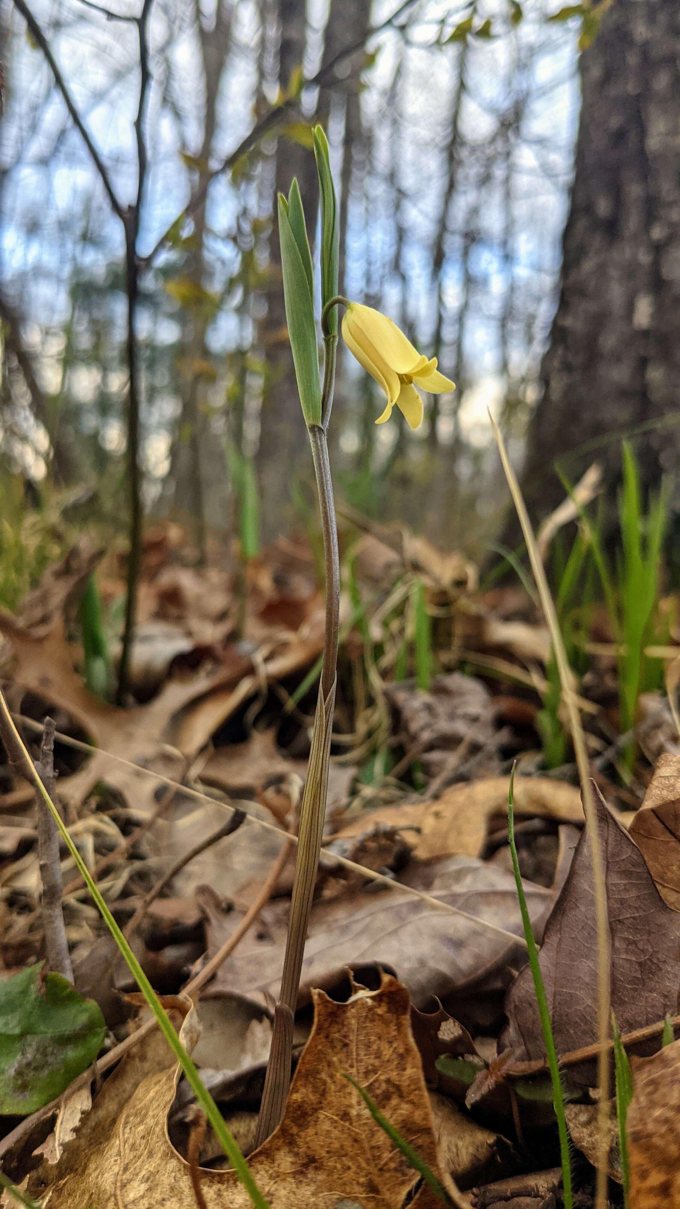 Image of bellwort