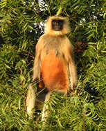 Image of Dussumier's Malabar Langur