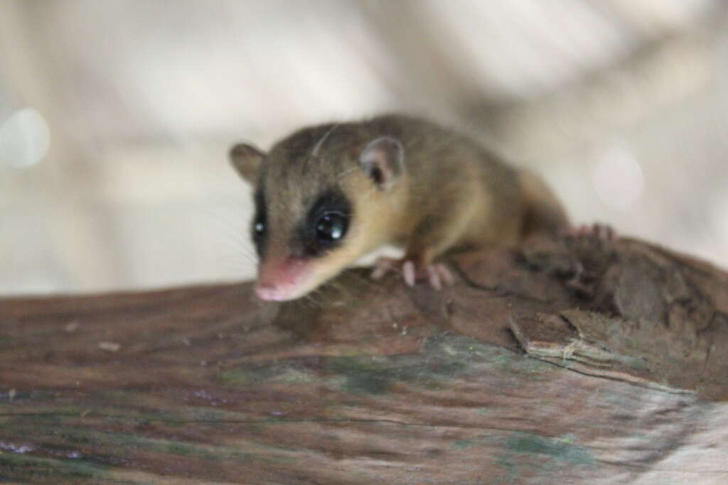Image of White-bellied Slender Mouse Opossum