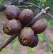 Image of Inhambane coffee