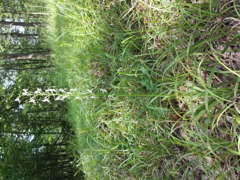 Image of lesser butterfly-orchid