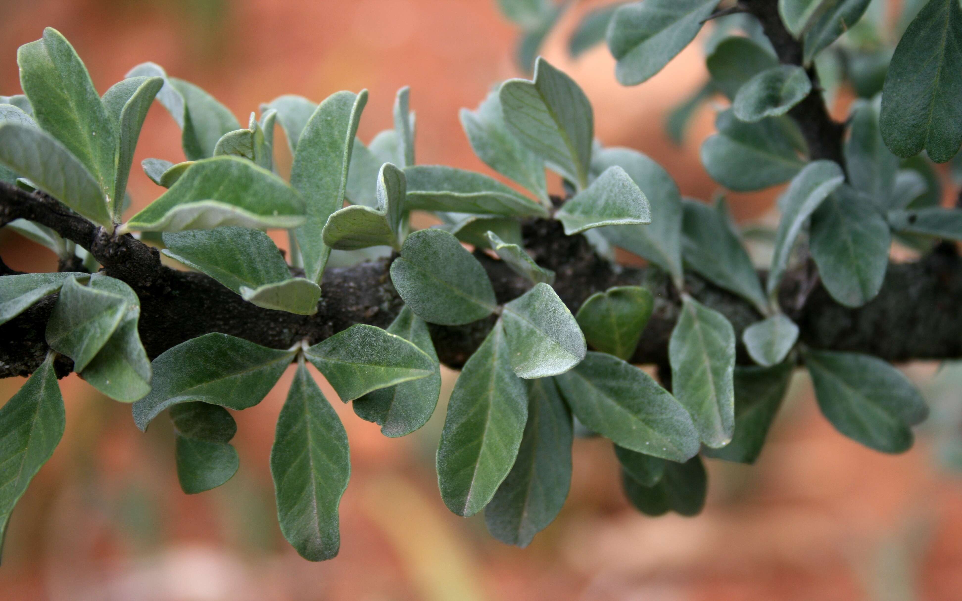 Image of Eastern sesame-bush