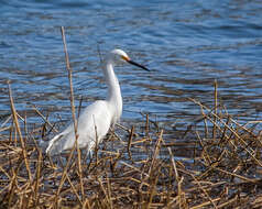 Image de Aigrette neigeuse