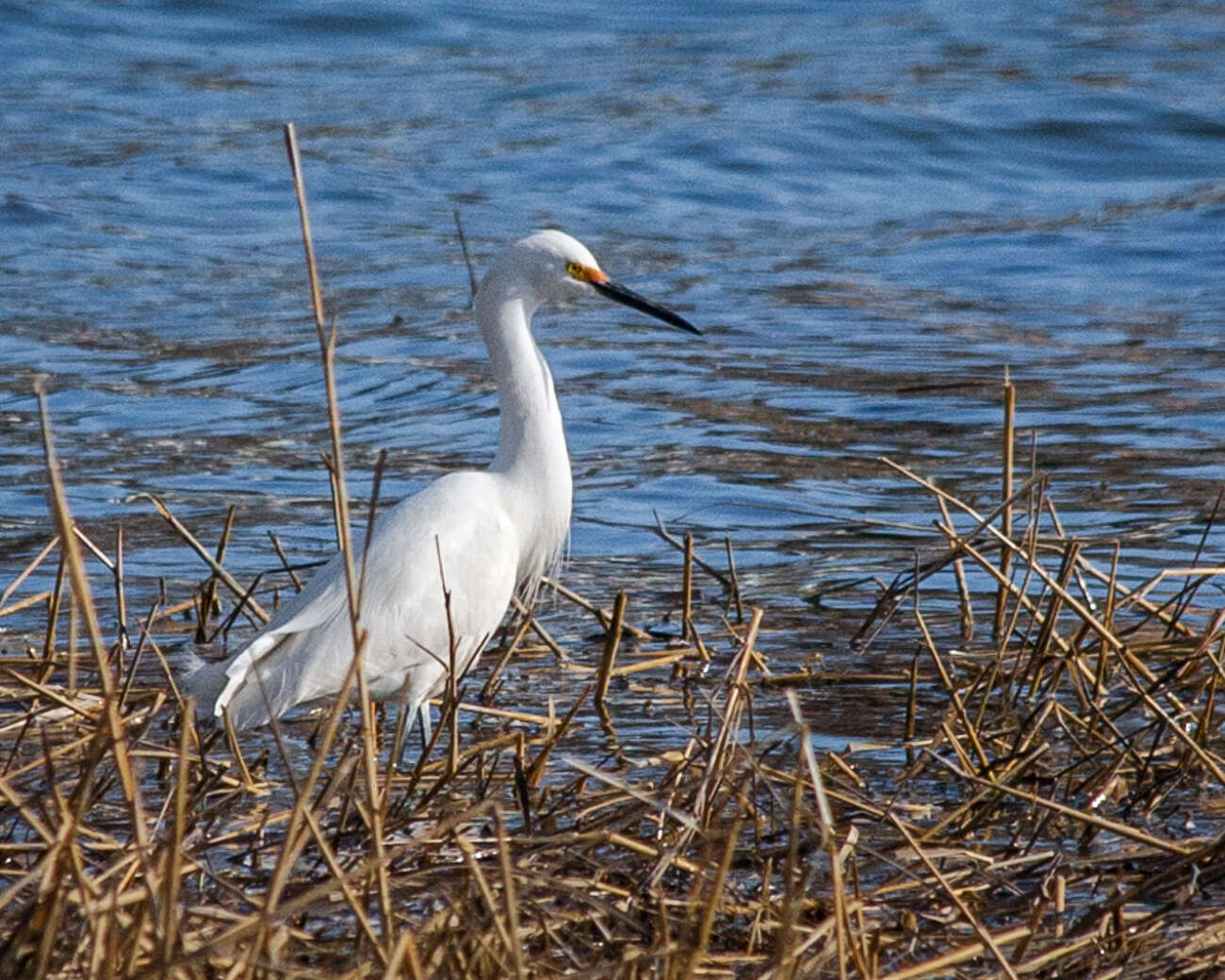 Image of Snowy Egret