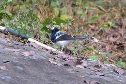 Image of Spotted Forktail