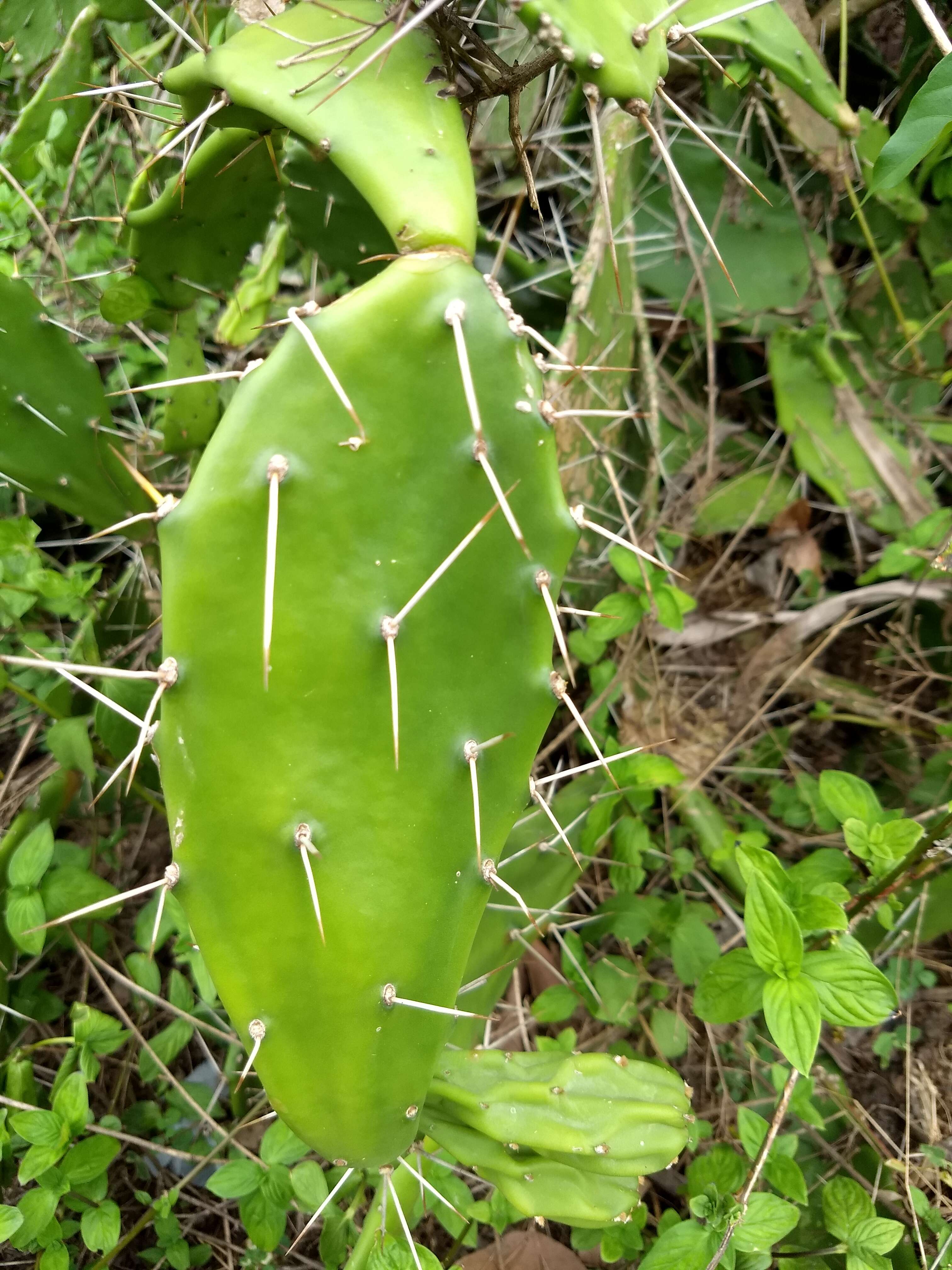 Image of Common Pricklypear