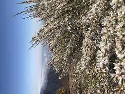 Image of Tiede White Broom