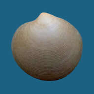 Image of elegant dosinia