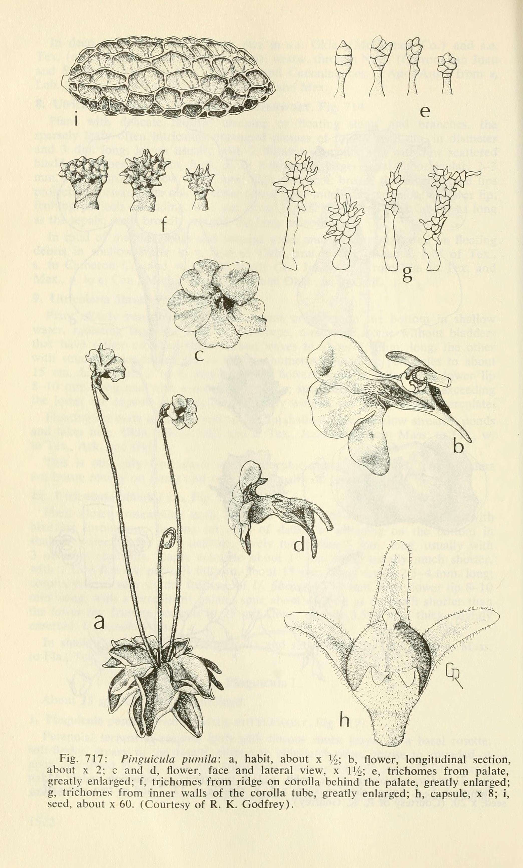 Image of small butterwort