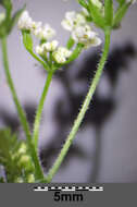 Image of garden chervil