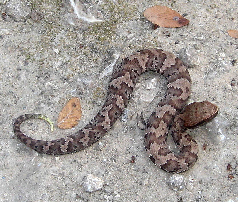 Image of Cottonmouth