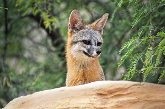 Image of Grey Foxes