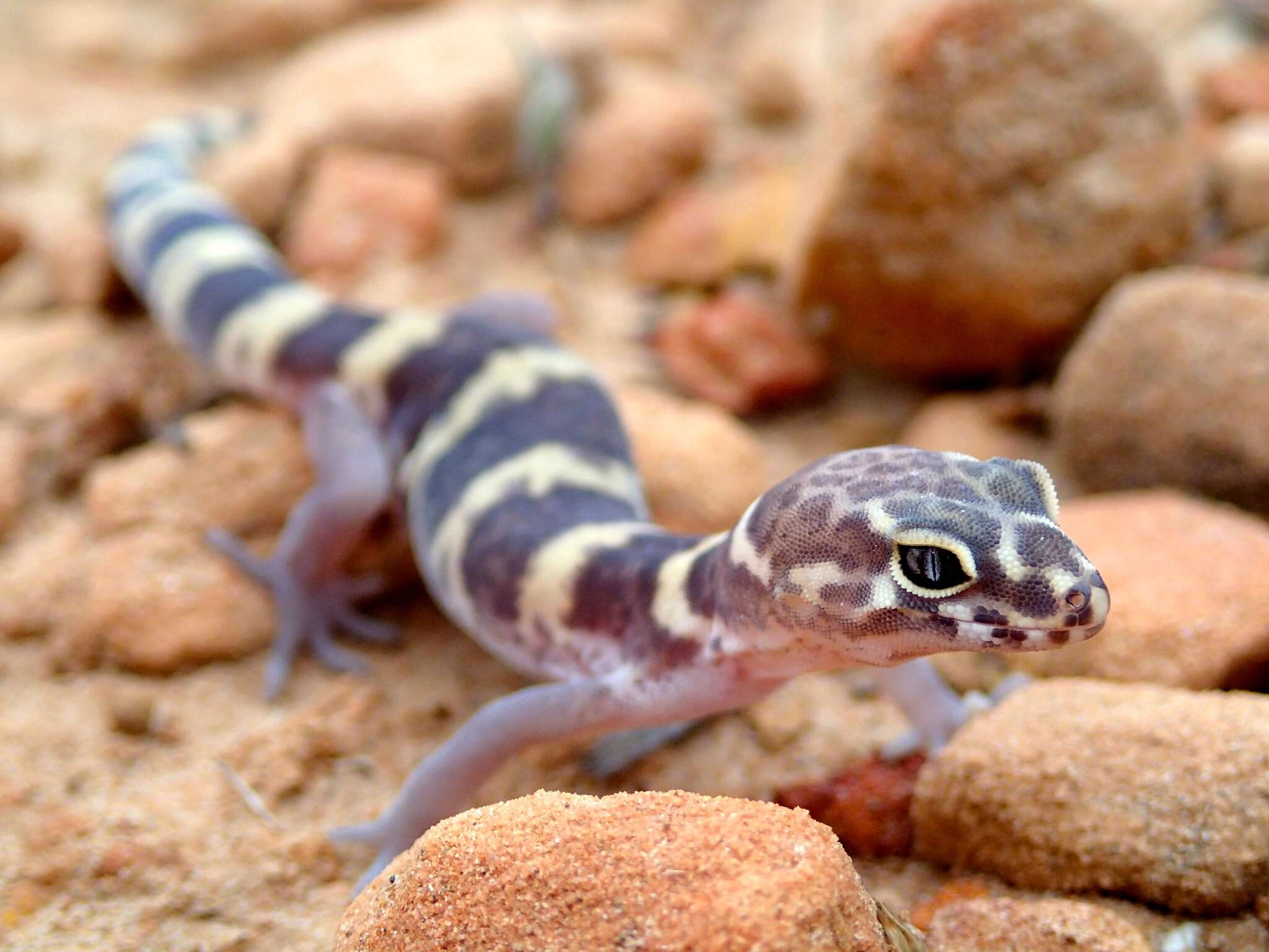 Image of Texas Banded Gecko